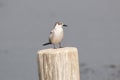 whiskered tern